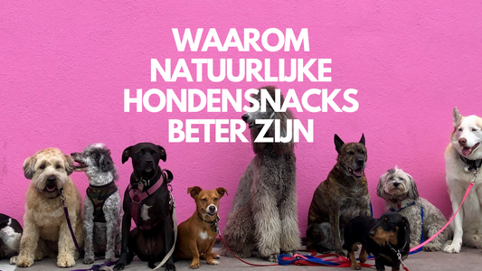 🐕 5 Redenen Waarom Natuurlijke Hondensnacks Beter Zijn