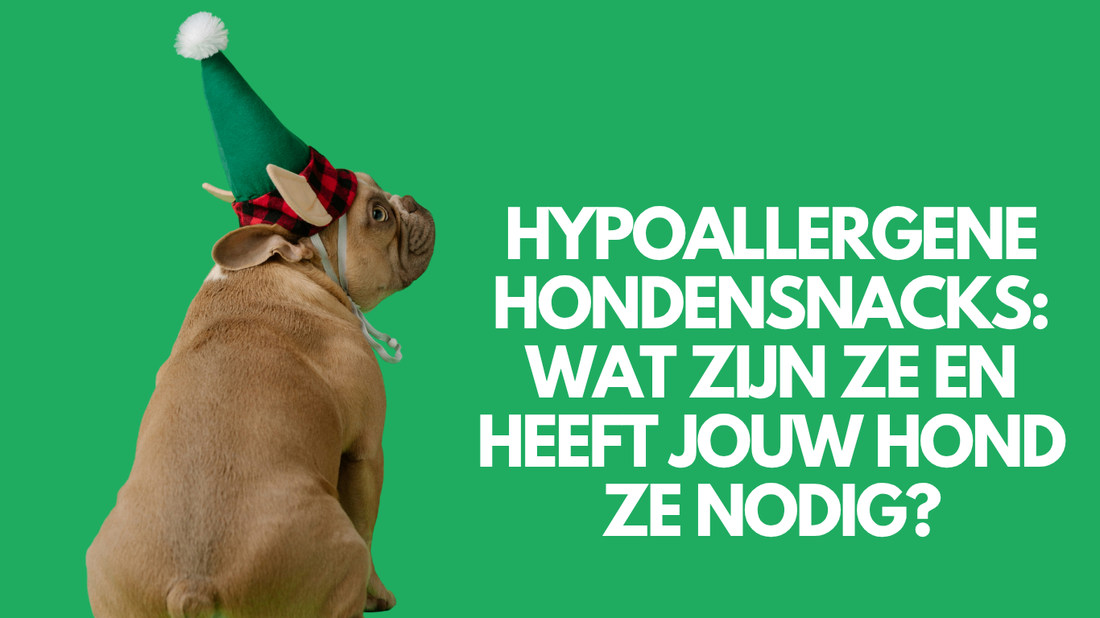 Hypoallergene hondensnacks: wat zijn ze en heeft jouw hond ze nodig?
